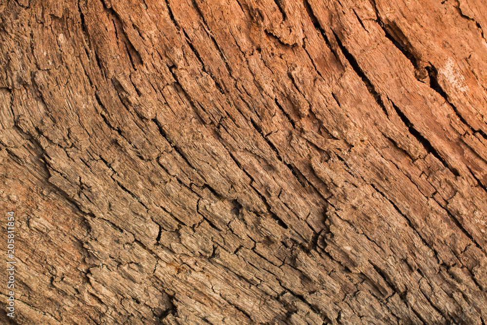 Wood bark background from Phuket island beach Thailand Wood bark background from Phuket island beach Thailand
