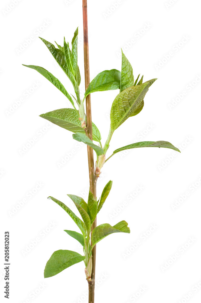 Naklejka premium Bird cherry (Prunus padus) branch in spring. Isolated on white background.