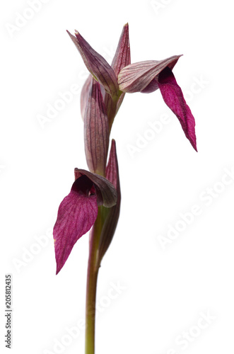 Wild Tongue Orchid, or Tongue Serapias over white - Serapias lingua