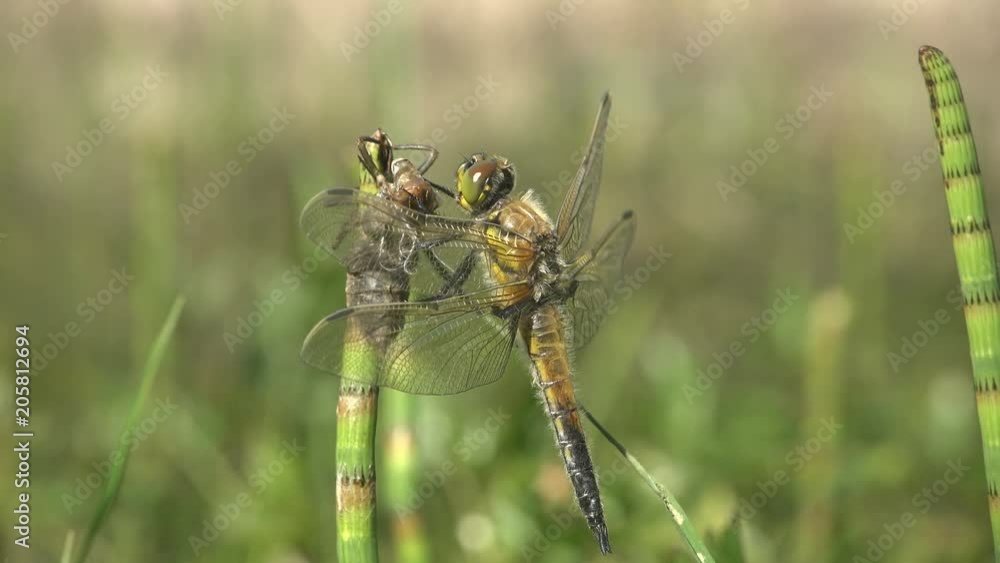 Shaggy head of young dragonfly just after birth. Birth insect dragonfly. An adult dragonfly has just emerged from its larval skin and is waiting for wings to expand and dry. Two stage. Macro Shaggy head of young dragonfly just after birth. Birth insect dragonfly. An adult dragonfly has just emerged from its larval skin and is waiting for wings to expand and dry. Two stage. Macro
