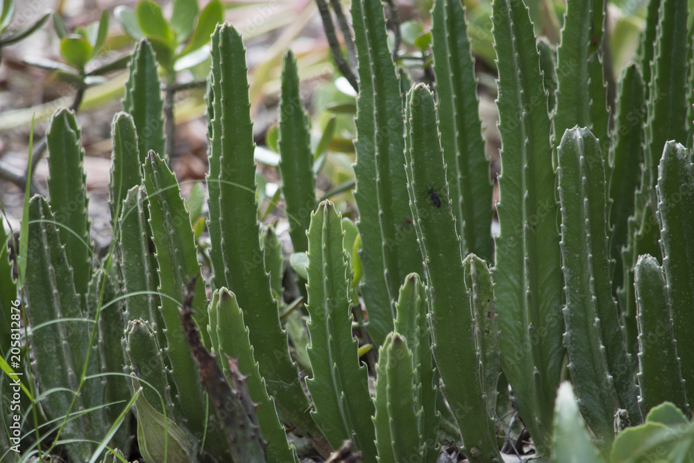 Cactus Garden Cactus Garden