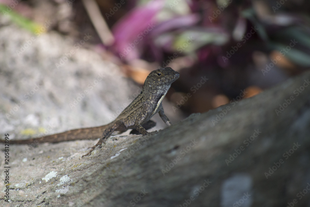 Perched Lizard Perched Lizard