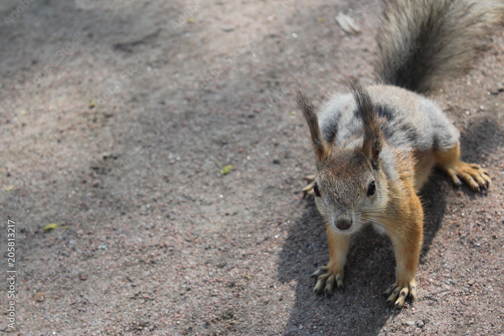 Fototapeta premium squirrel