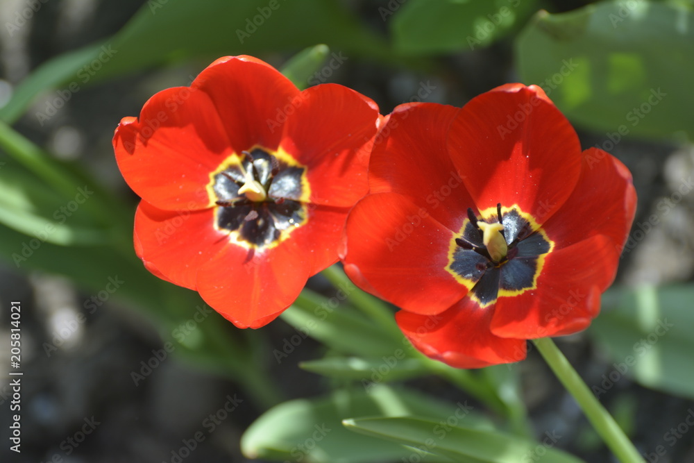 Two red tulip on a green background in an outdoor garden.Spring motif in nature.
Two red tulip on a green background in an outdoor garden.Spring motif in nature.