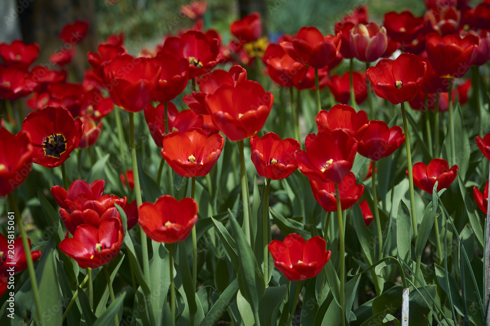 A group of beautiful decorative red tulips on a green background in a flowerbed in the garden. motif of the concept of spring in nature. Photo for design. Flowers lit by the rays of the sun. A group of beautiful decorative red tulips on a green background in a flowerbed in the garden. motif of the concept of spring in nature. Photo for design. Flowers lit by the rays of the sun.