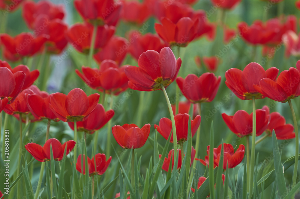 A group of beautiful decorative red tulips on a green background in a flowerbed in the garden. motif of the concept of spring in nature. Photo for design. Flowers lit by the rays of the sun. A group of beautiful decorative red tulips on a green background in a flowerbed in the garden. motif of the concept of spring in nature. Photo for design. Flowers lit by the rays of the sun.