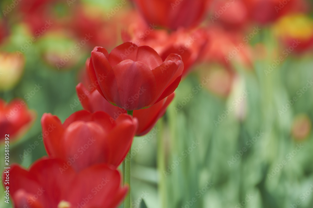 Several colorful tulips. A red flower is illuminated by sunlight. Soft selective focus.Object closeup. Bright colorful background. Motif of the concept of spring in nature. Photo for your design. Several colorful tulips. A red flower is illuminated by sunlight. Soft selective focus.Object closeup. Bright colorful background. Motif of the concept of spring in nature. Photo for your design.
