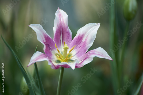 One Decorative purple  tulip flower close-up on a dark green background. motif of the concept of spring in nature.   photo for your design