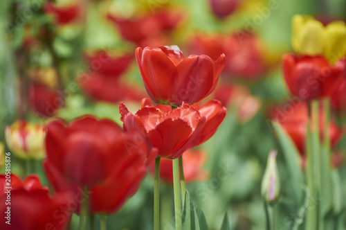 Several colorful tulips. A red flower is illuminated by sunlight. Soft selective focus.Object closeup. Bright colorful background. Motif of the concept of spring in nature. Photo for your design.