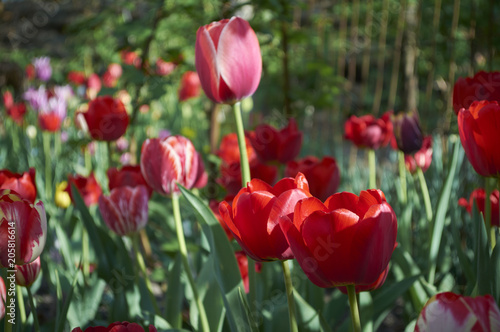 A group of decorative red tulip flowers on a green background in a flowerbed in the garden. motif of the concept of spring in nature. Photo for your design.