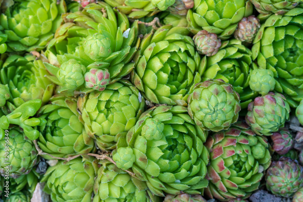 Fototapeta premium Kaktus