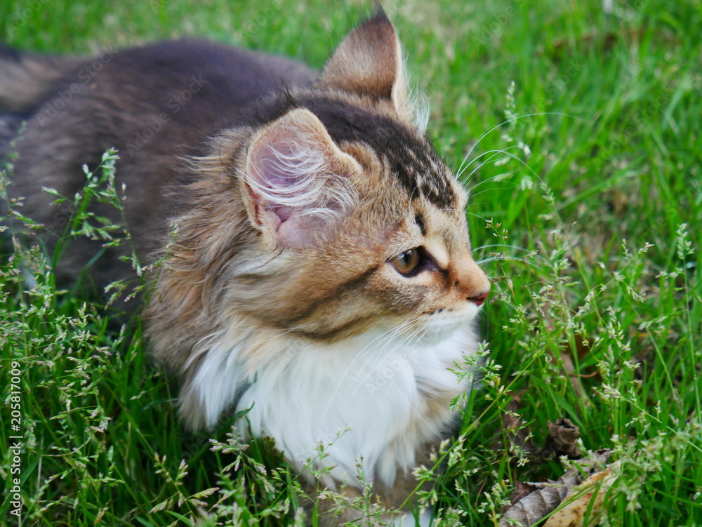 Kitten Outside in Grass
