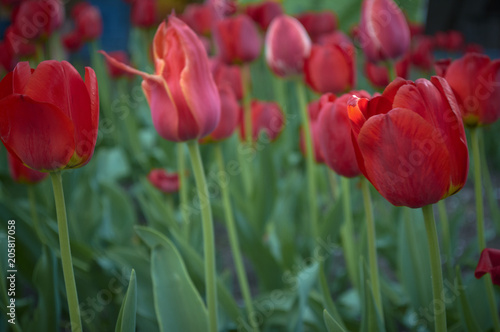 A group of decorative red tulip flowers on a green background in a flowerbed in the garden. motif of the concept of spring in nature. Photo for your design.