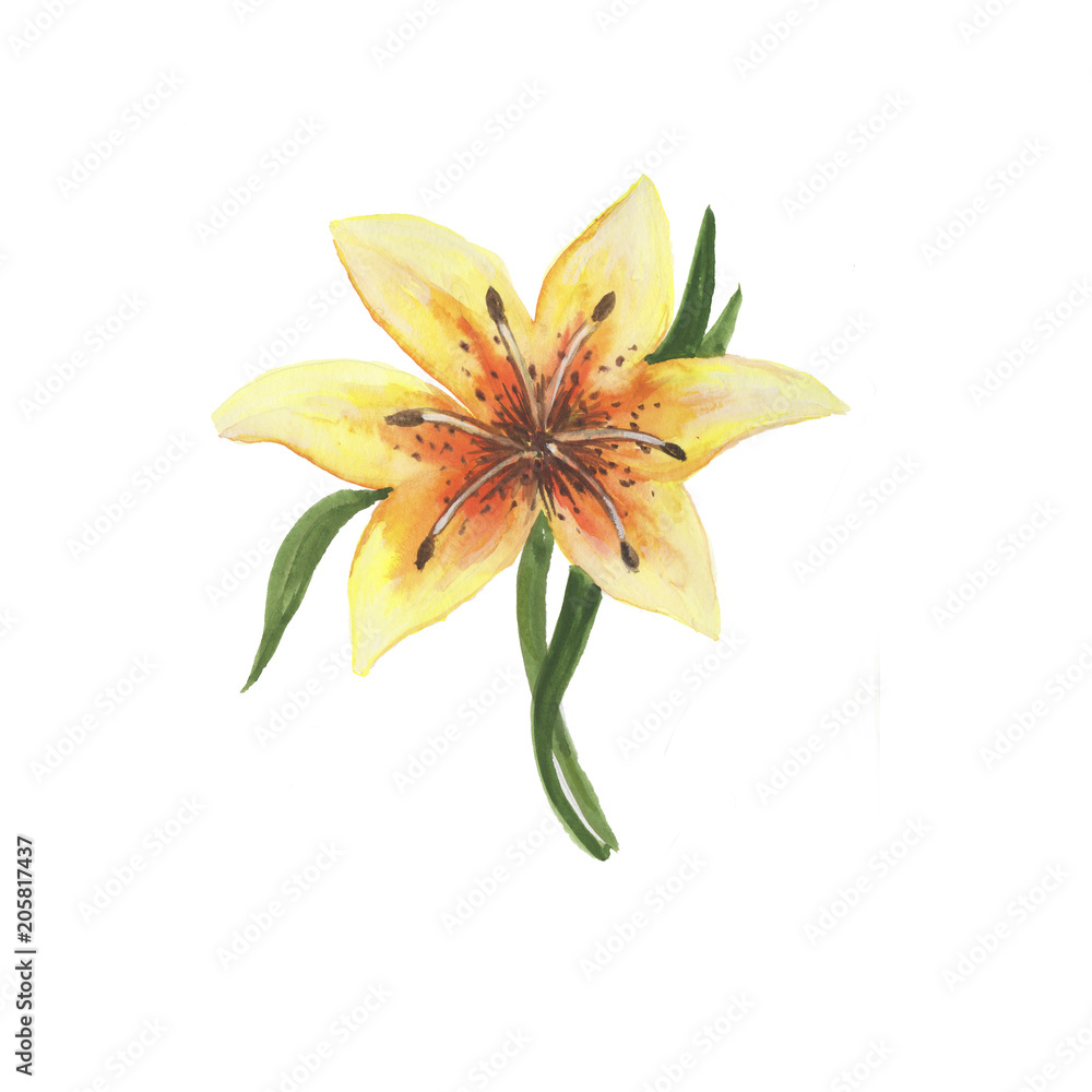 Tropical flower isolate on white background, Flower tropical flower. Wild spring leaf of the wild. graphics for background, texture, wrapper pattern, borders or borders. Tropical flower isolate on white background, Flower tropical flower. Wild spring leaf of the wild. graphics for background, texture, wrapper pattern, borders or borders.