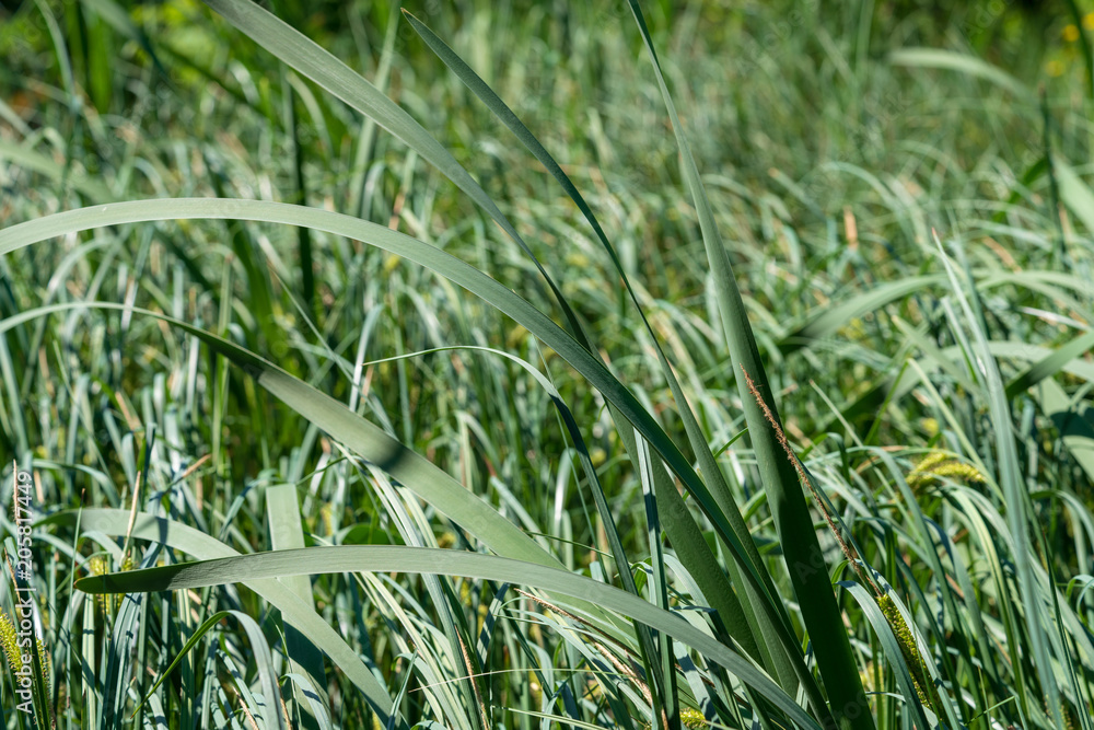 Obraz premium Gras
