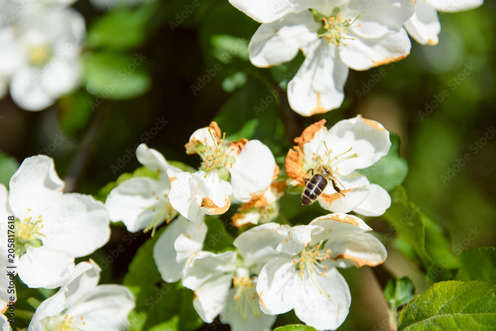 Obraz premium blooming cherry on a beautiful sunny day