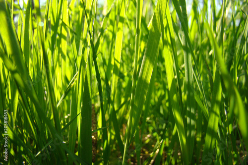 Сочность зеленой травы.