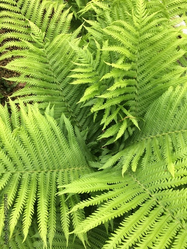 Beautiful fern leaves