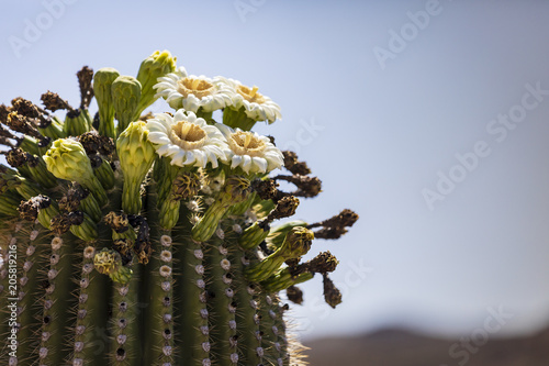 Saguaro cactus in bloom on Mt. Lemmon, Arizona.