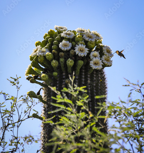 Saguaro cactus in bloom on Mt. Lemmon, Arizona.