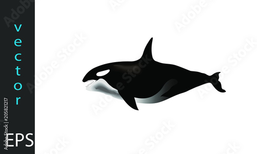 orca