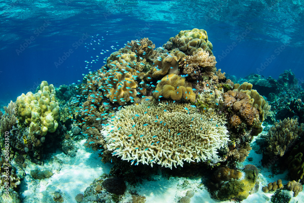Fototapeta premium Healthy Coral Reef in Alor, Indonesia