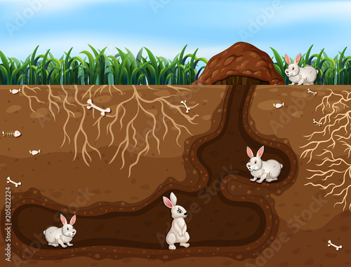 Rabbit Family Living in the Hole