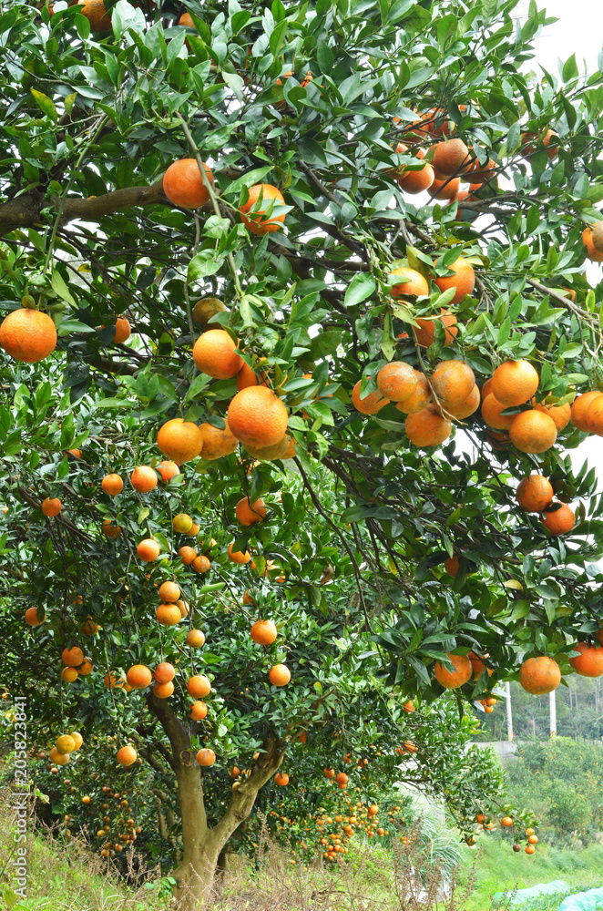 Orange trees with fruits on plantation. Orange trees with fruits on plantation.