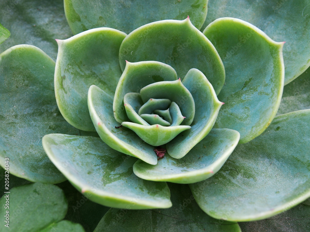 Close up of houseleek flower Close up of houseleek flower