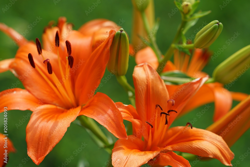 Brilliant orange blooming tiger lily flower Brilliant orange blooming tiger lily flower