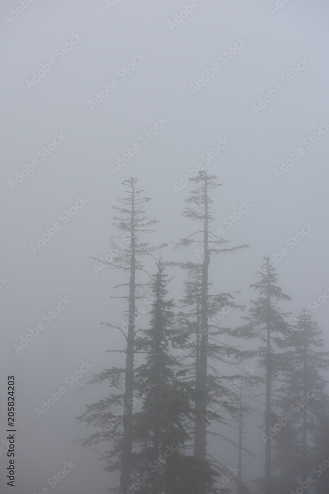 forest forest