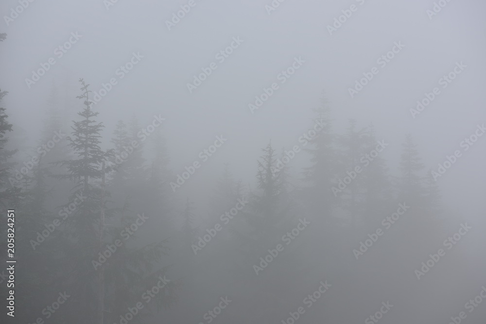 Fototapeta premium forest