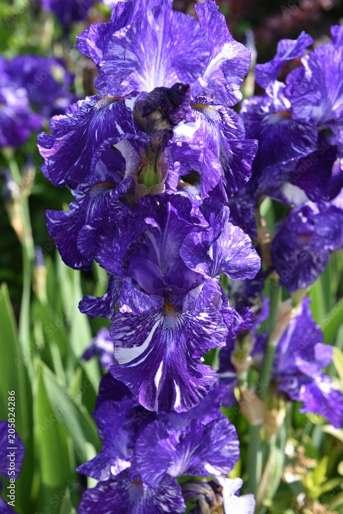 flower flower