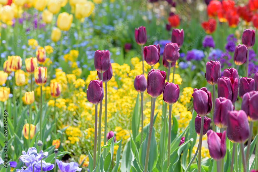 garden of tulips in spring garden of tulips in spring