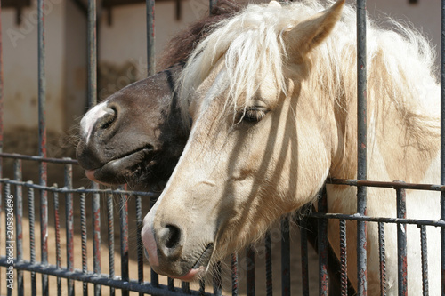 Prozhivalsky horse slips his head through the fence