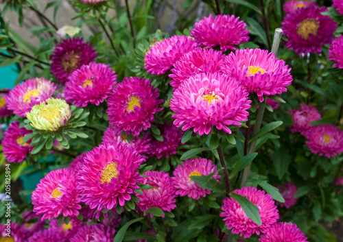 CHINA ASTER - CALLISTERPHUS CHINENSIS  MILADY MIX 