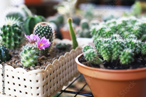 cactus and home garden 