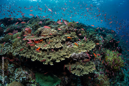 Healthy Corals and Fish on Reef Near Alor  Indonesia