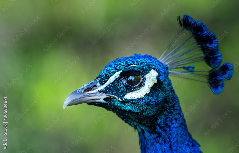 peacock