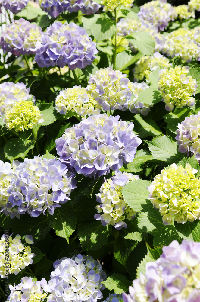 紫の紫陽花 紫の紫陽花