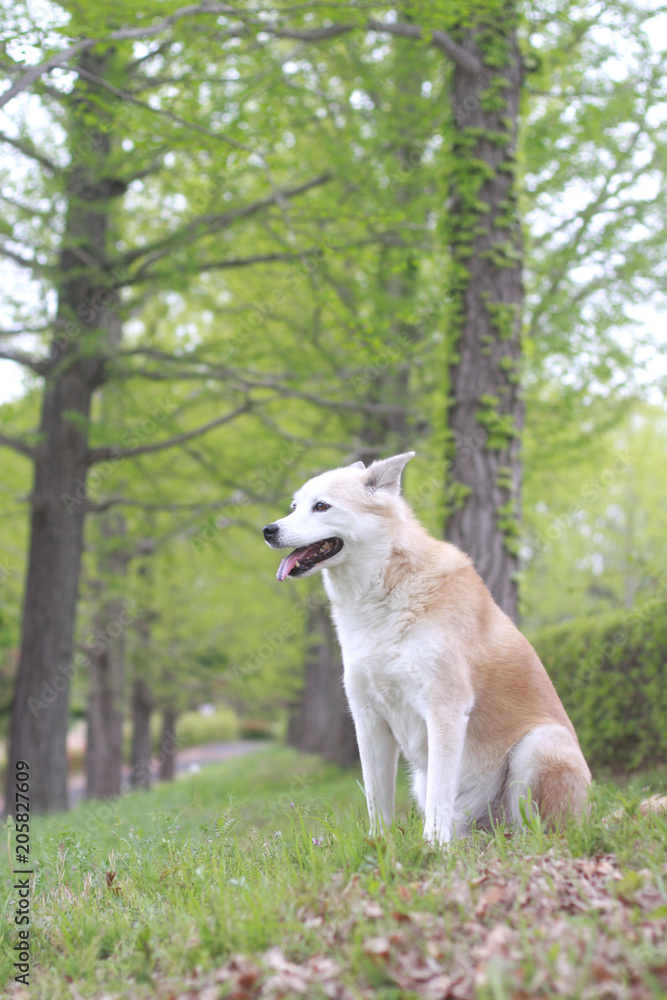新緑と笑顔で座る犬 新緑と笑顔で座る犬