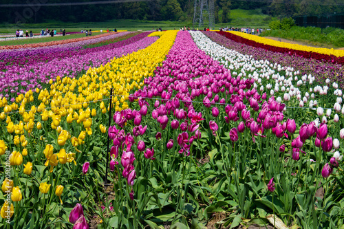 Wallpaper Mural Rows of Multicolored Tulips in a Field Torontodigital.ca