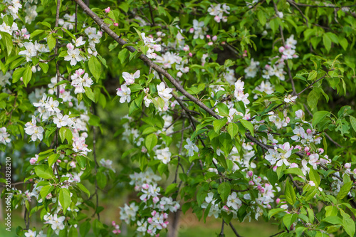 Pink and white apple blossom flowers on tree in springtime