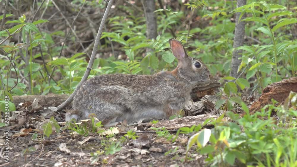 Eastern cottontail rabbit, side view, hopping and looking for food to eat in forest on hiking trail in Royal Botanical Gardens Burlington Ontario Eastern cottontail rabbit, side view, hopping and looking for food to eat in forest on hiking trail in Royal Botanical Gardens Burlington Ontario