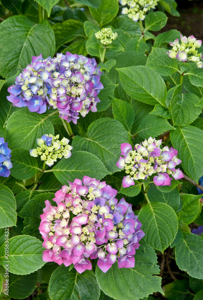 MOPHEAD HYDRANGEA - HYDRANGEA MACROPHYLLA 'ENZIANDOM' MOPHEAD HYDRANGEA - HYDRANGEA MACROPHYLLA 'ENZIANDOM'
