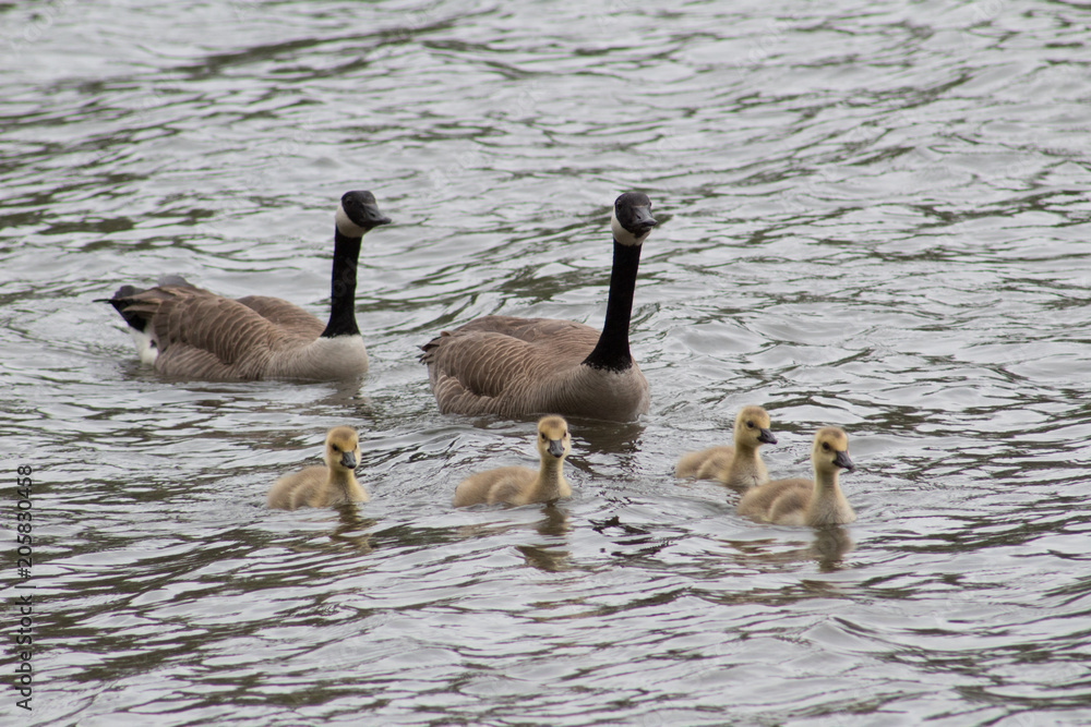 Obraz premium Goose Family