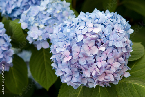 MOPHEAD HYDRANGEA - HYDRANGEA MACROPHYLLA 'ENDLESS SUMMER'