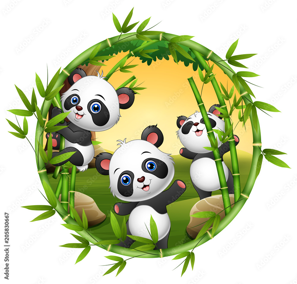 Fototapeta premium Three little panda are playing together 