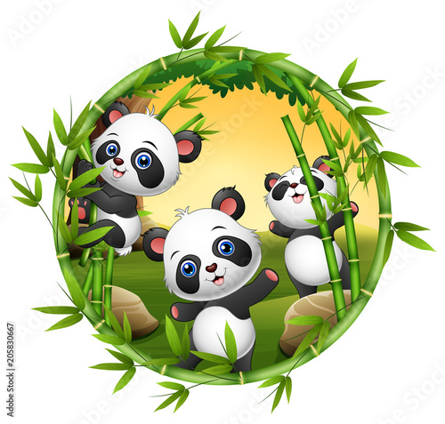 Fototapeta Naklejka Na Ścianę i Meble -  Three little panda are playing together 