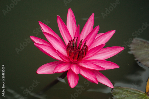close up pink color fresh lotus blossom or water lily flower blooming on pond background  Nymphaeaceae